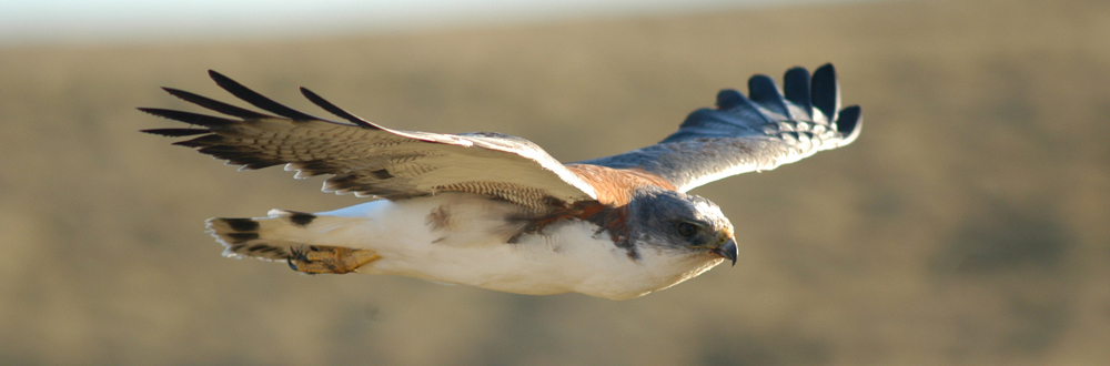 RED-BACKED HAWK Buteo polyosoma 